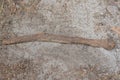 one long curved sharp rusty iron brown rod Royalty Free Stock Photo