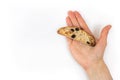 A piece of Biscotti traditional italian dry sweet pastry on human palm the blank white background with copyspace