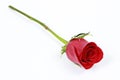 One long stem red rose Royalty Free Stock Photo