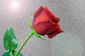 One long stem red rose against silver foil background Royalty Free Stock Photo