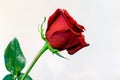 One long stem red rose against white background Royalty Free Stock Photo