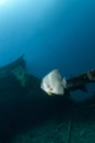 One Longfin batfish on a shipwreck. Royalty Free Stock Photo