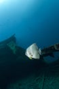 One Longfin batfish on a shipwreck.