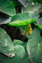 One lotus leaf stands out from other in the valley Royalty Free Stock Photo