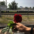 Rose way train love hand