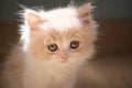 One lovely British shorthair white cream baby kitten