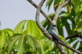Bird wildlife photography - One lovely female Gray-rumped Treeswift perching and resting n
