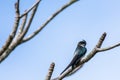 One lovely male Gray-rumped Treeswift perching and resting