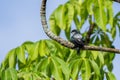 One lovely male Gray-rumped Treeswift perching and resting on tree