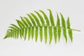 One large curved fern leaf on white