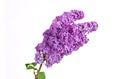 One lush branch of a purple lilac on white background with leav