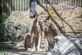 One lynx is liking another lynx in the cage