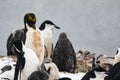 One Macaroni Penguin in between Chinstrap penguins