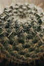 One single green barrel cactus Royalty Free Stock Photo