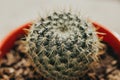 One single green barrel cactus Royalty Free Stock Photo