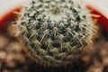 One single green barrel cactus Royalty Free Stock Photo