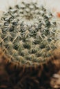 One single green barrel cactus Royalty Free Stock Photo