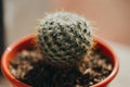 One single green barrel cactus Royalty Free Stock Photo