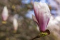 One magnolia flower bloom on background of blurry magnolia flowers on magnolia tree. Royalty Free Stock Photo