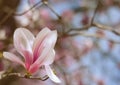 One magnolia flower Royalty Free Stock Photo