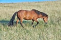 . One majestic large, big, brown purebred, thoroughbred wild horse with a dark mane and tail standing in an open field Royalty Free Stock Photo