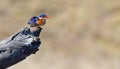 One Malachite Kingfisher sitting on a log in the sun with brown background Royalty Free Stock Photo