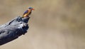 One Malachite Kingfisher sitting on a log in the sun with brown background Royalty Free Stock Photo