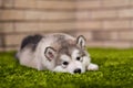 One malamute little puppy lying on the green grass Royalty Free Stock Photo