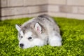 One malamute little puppy lying on the green grass Royalty Free Stock Photo
