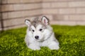 One malamute little puppy lying on the green grass Royalty Free Stock Photo