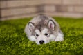 One malamute little puppy lying on the green grass Royalty Free Stock Photo