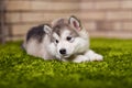 One malamute little puppy lying on the green grass Royalty Free Stock Photo