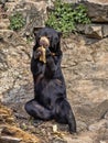Malayan sun bear, Helarctos malayanus, climbs the trunk Royalty Free Stock Photo