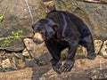 Malayan sun bear, Helarctos malayanus, climbs the trunk Royalty Free Stock Photo