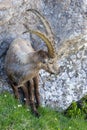 One male adult alpine ibex capricorn standing at rock cliff in meadow