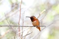 One male Allen`s Hummingbird perched on a branch