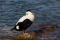 One male eider duck somateria mollissima standing on stone