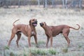 One male and female Rhodesian ridgeback dogs are playing happily