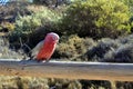 One Male Galah bird cockatoo sitting on a wooden fence Royalty Free Stock Photo