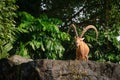 One male goat animal with big horns Royalty Free Stock Photo