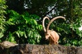 One male goat animal with big horns Royalty Free Stock Photo