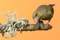 One male Greenfinch bird perched on branch with lichen