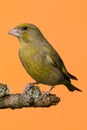 One male Greenfinch bird perched on branch Royalty Free Stock Photo