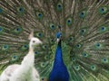 A male Indian Peafowl or Peacock displaying to a white leucistic female Royalty Free Stock Photo