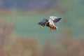 One male mallard duck anas platyrhynchos in flight Royalty Free Stock Photo