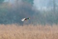 One male mallard duck bird anas platyrhynchos in flight, open Royalty Free Stock Photo