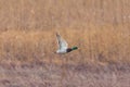 One male mallard duck bird anas platyrhynchos in flight with r Royalty Free Stock Photo