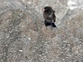 The male Medium ground finch, Geospiza fortis, on sandy beach, Tortuga Bay, Santa Cruz, Galapagos Islands, Ecuador Royalty Free Stock Photo