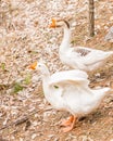 One male and one female goose