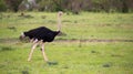 A male Ostrich bird runs through the grass landscape from the savannah in Kenya Royalty Free Stock Photo